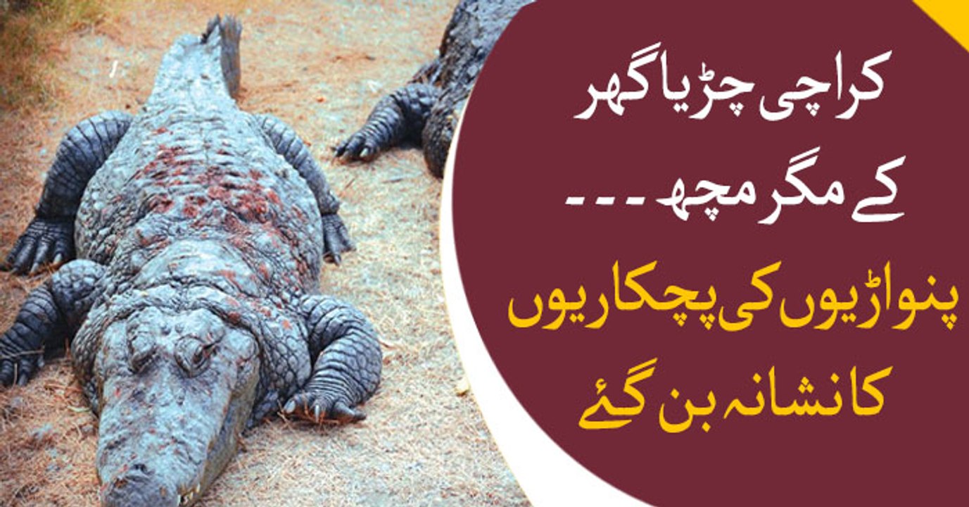 Pan eater's didn't even spare crocodile in Zoo