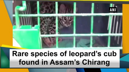 Rare species of leopard’s cub found in Assam’s Chirang