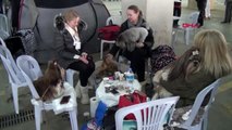 Aydın köpek ırkları kuşadası'nda yarıştı