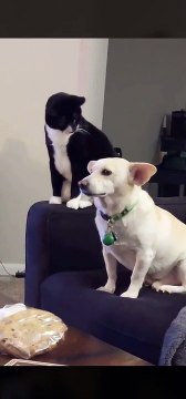 Les chats sont vraiment des emmerdeurs