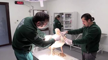 Yaralı pelikan "Avrupa'nın en büyük doğal yaşam parkı"nda tedavi edildi
