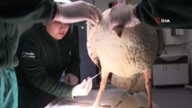 Nesli tükenme tehlikesi altında olan yaralı ak pelikan tedavi edildi
