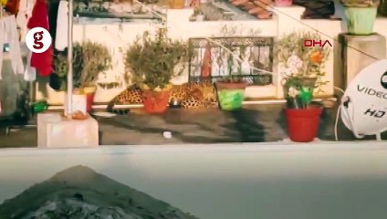 Hindistan'da bir evin çatısında uyuyan leopar yakalandı