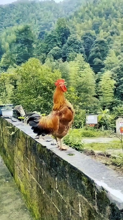 Wao!_Amazing_Chicken_Formation!!!
