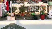 Hindistan'da bir evin çatısında uyuyan leopar yakalandı