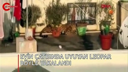 Çatıda uyuya kalan leopar böyle yakalandı