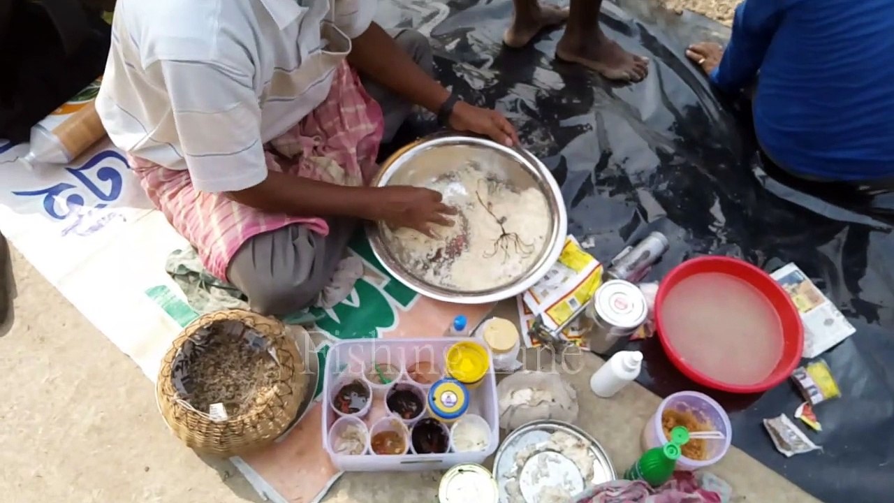 Katla Fish bait Making Technique