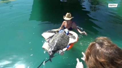 Biologists rescue turtles affected by red tide after hundreds die