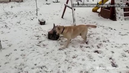 K9 dog and brother roll around snowy yard