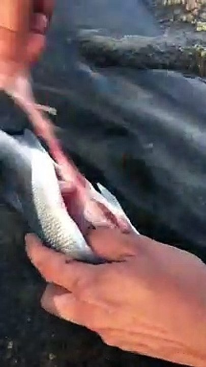 Encuentran "plástico, puro plástico" dentro de un pescado capturado en el sur de Tenerife