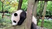 Watch as This Little Panda Cub Learns How to Climb!