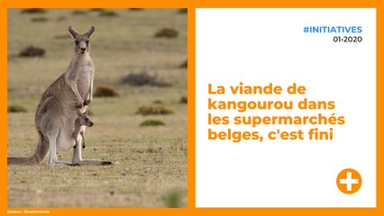 La viande de kangourou dans les supermarchés belges, c'est fini