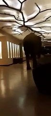 Un éléphant sauvage se promène tranquillement dans un hôtel à Sri Lanka, et fouille l’étage avec sa trompe.