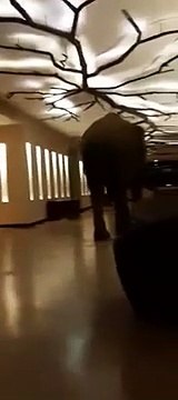 Un éléphant sauvage se promène tranquillement dans un hôtel à Sri Lanka, et fouille l’étage avec sa trompe.