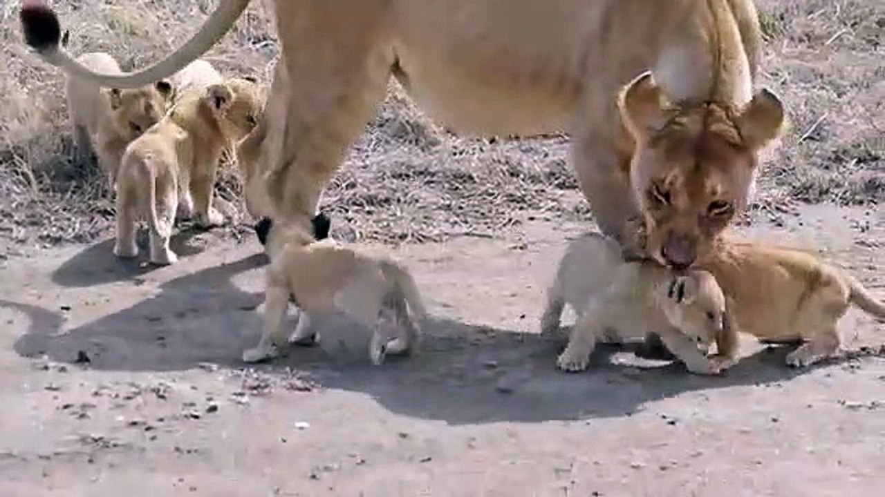 Lion family