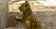 Soudan : les appels se multiplient pour sauver cinq lions « malades et mal-nourris » dans un parc à Khartoum