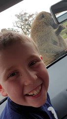 Baboons Put on a Show in Safari Park