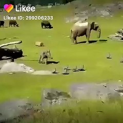 ANIMALS COMEDY/FUNNY VIDEOS