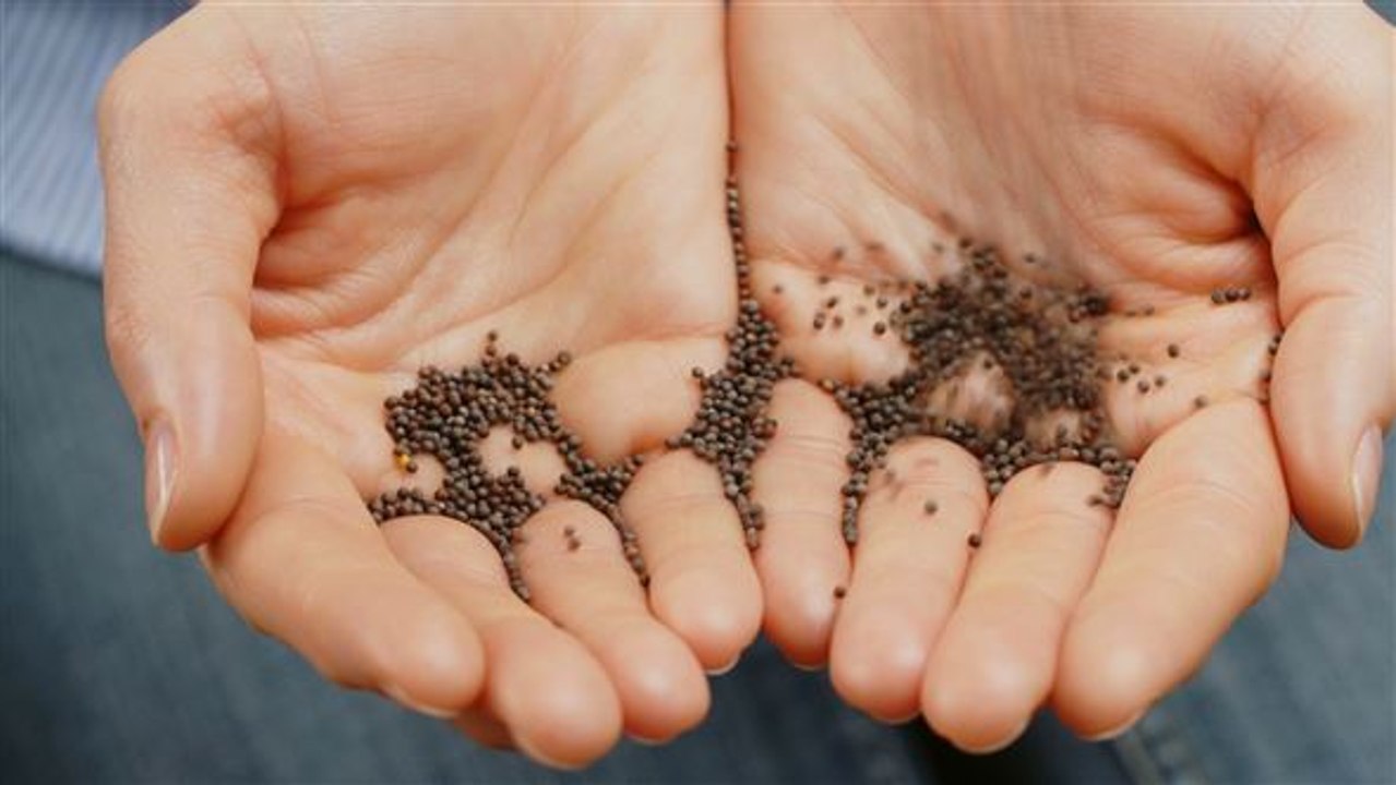 Saatgut als ökologische alternative zu kleingeld