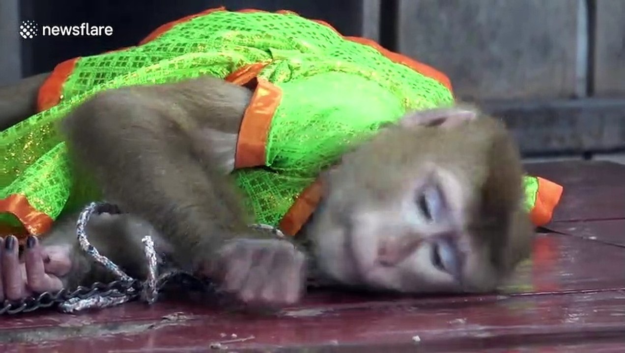 Activists slam show where monkeys are forced to perform tricks for tourists in Thailand