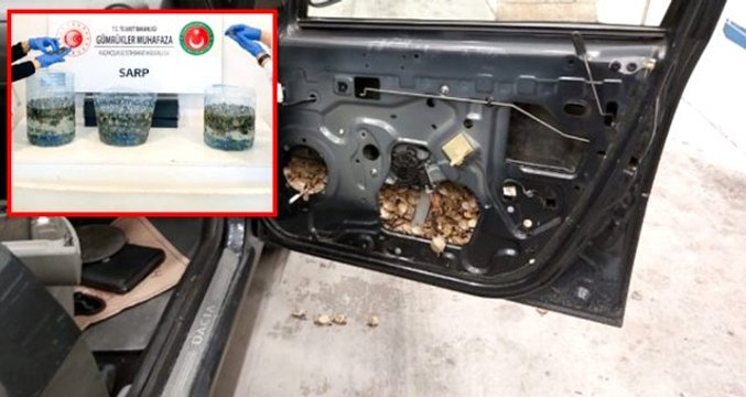 Bir otomobilin kapılarına gizlenmiş 5 bin 450 adet su kaplumbağası yakalandı