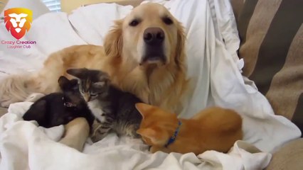 Big Dogs Love Kittens - Funny Dog Videos