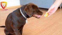 Funny Dogs vs Lemons - Funny Dog Videos