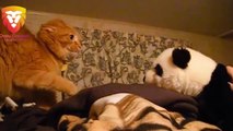 Funny Cats Scared of Stuffed Animals Compilation Funny Cat Compilations