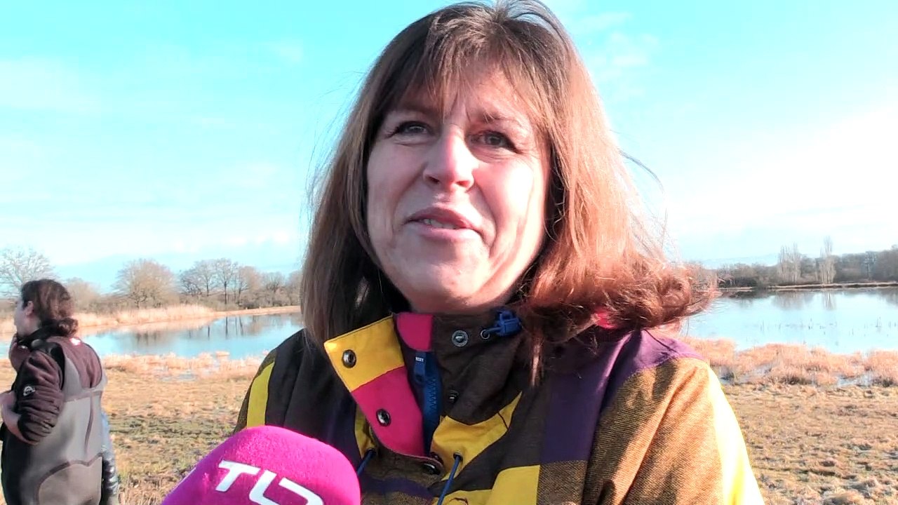 La pêche à la carpe se fait au filet dans les étangs du Forez