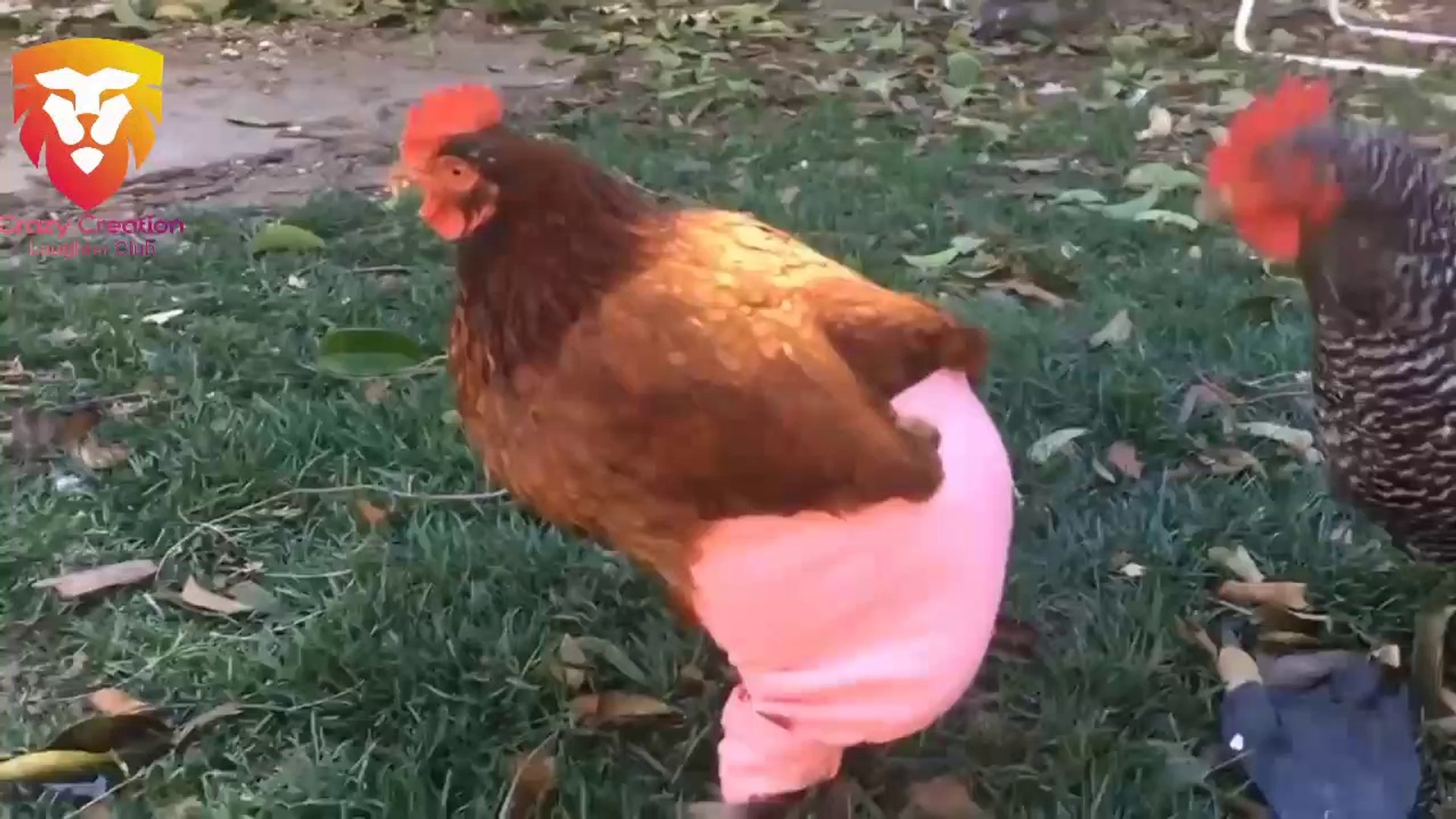 Chickens Wearing Pants - Funny Chicken Videos