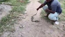 Snake spits up three eggs after getting caught raiding hen house in southern India