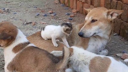 BABY CAT$and DOG@ funny video,Orphan,DOGS LOVE WITH CAT,angry cat,big dog FUNNY....2020:-