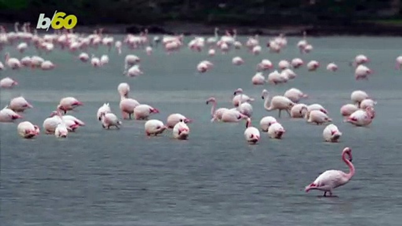 Flock of Flamingos! Cyprus Lake Visited by Thousands of Flamingos