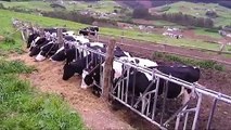 El director de Protección Animal de Iglesias defiende que el hombre le «roba» la leche a las vacas