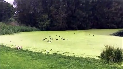 Ce chien se prend pour Jesus et pense pouvoir marcher sur l'eau... Raté