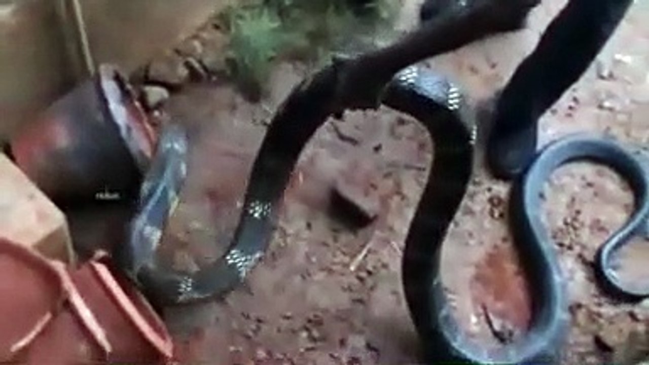 Cet énorme cobra royal s'est réfugié dans une maison