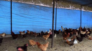 Kukhura Palan ।। Poultry Firm in Butwal