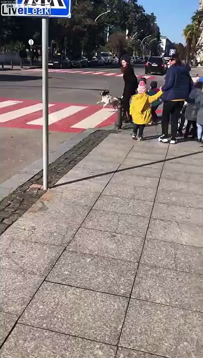 Ce chien aide les enfants à traverser la route sur le passage clouté !