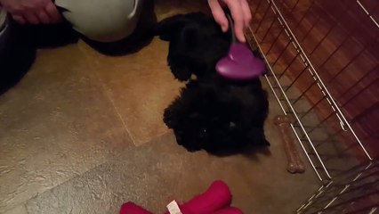 Réflexe de ce chien : il tape de la patte arrière quand vous le brossez !