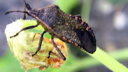 Even Though I Stink I am Bug Beauty