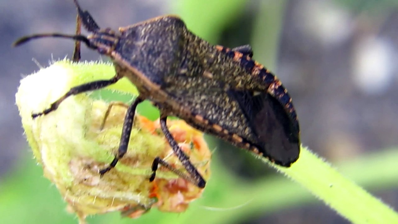 Even Though I Stink I am Bug Beauty