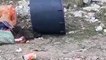 Andria: cinghiale morto tra i rifiuti abbandonati in via vecchia Spinazzola - video