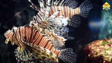 Beautiful and Colourful Aquarium Fishes at Nandankanan Zoo, India