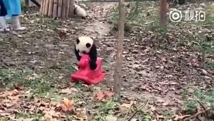 Cutest panda