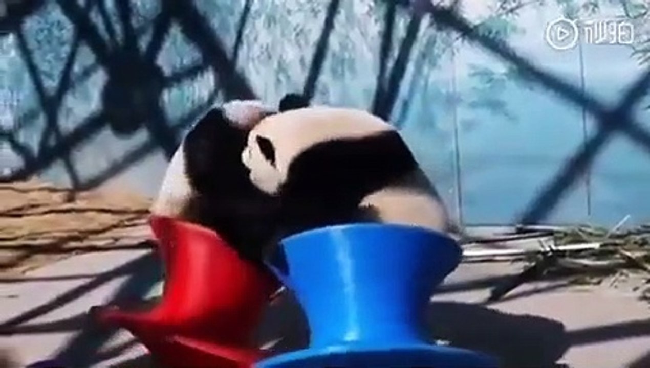 Cute panda