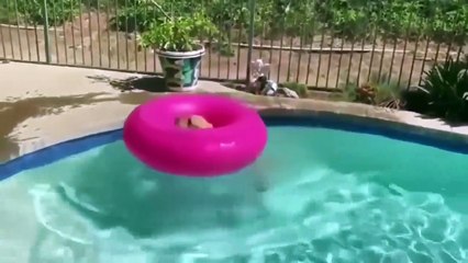 LOS MEJORES VIDEOS DE RISA ENERO 2020 FUN CHANNEL #20