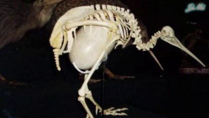 Chim Kiwi & Những Điều Kỳ Lạ Đến Khó Tin