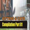 Adorable Cute Cats & Kittens Videos Compilation 2020 - Video Compilation #1
