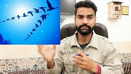 Why birds fly in V shape