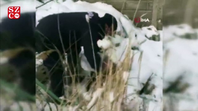 Başı bidona sıkışan yavru köpeği jandarma kurtardı